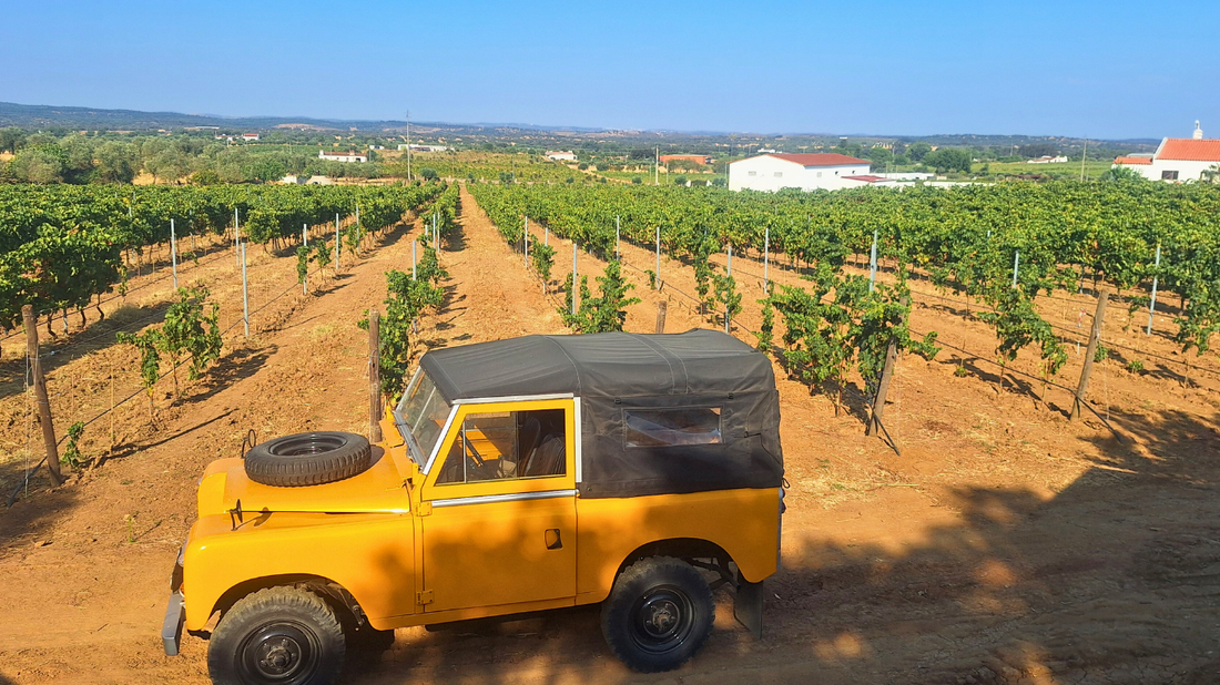 Everything You Need to Know About Rosé Wine - Hossio Mini Guide - Hossio Wines