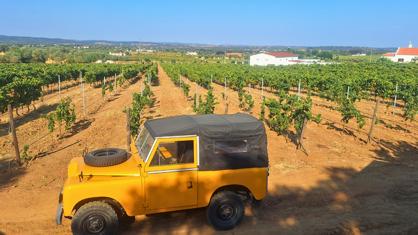 Everything You Need to Know About Rosé Wine - Hossio Mini Guide - Hossio Wines