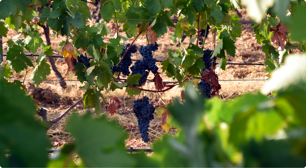 Grapes growing among the vines at Serra d'Ossa in Alentejo